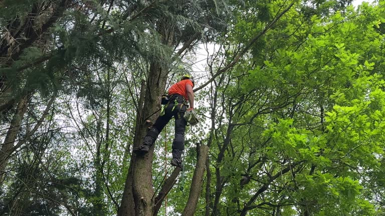 Why Choose Our Tree Removal Services in East Dubuque, IL?