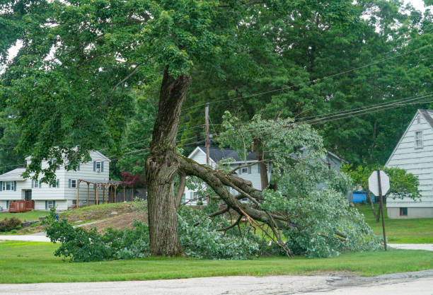 Best Firewood Processing and Delivery  in East Dubuque, IL