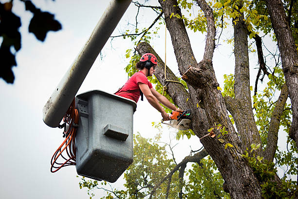 Best Leaf Removal  in East Dubuque, IL