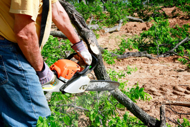 Tree and Shrub Care in East Dubuque, IL